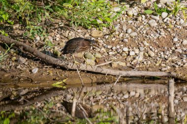 Genç yeşil balıkçıl (Butorides virescens) ava çıktı