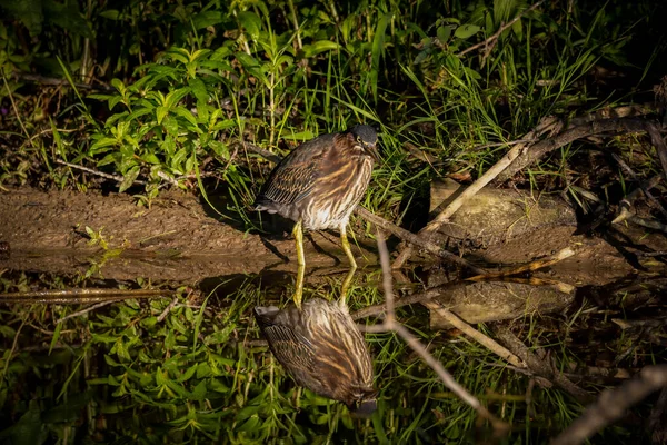 Jeune Héron Vert Butorides Virescens Chasse — Photo