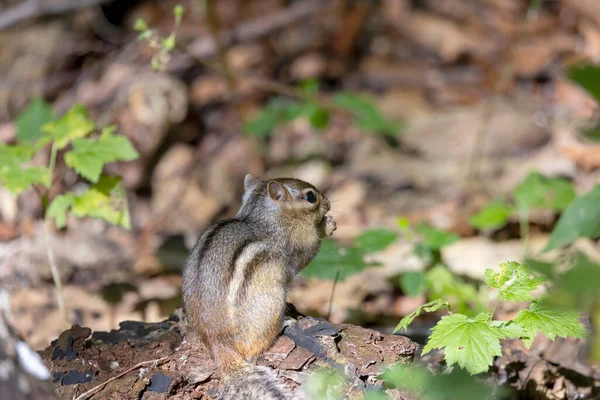 Das Streifenhörnchen Tamias Striatus Park — Stockfoto