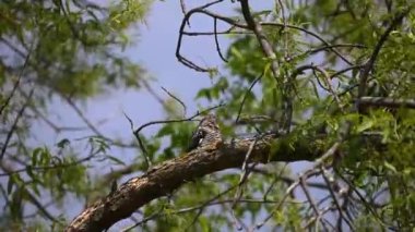 Ortak Nighthawk (Kordeiles minor) bir dalın üzerinde dinleniyor. Wisconsin 'den doğal manzara.