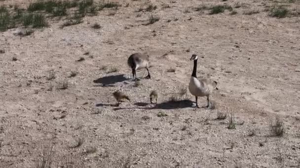 Canada Geese Branta Canadensis Goslings Natural Scene Shore Lake Michigan — Stok video