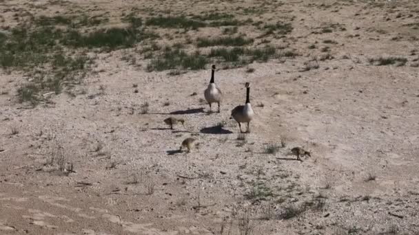 Gansos Canadá Branta Canadensis Com Gansos Cena Natural Costa Lago — Vídeo de Stock