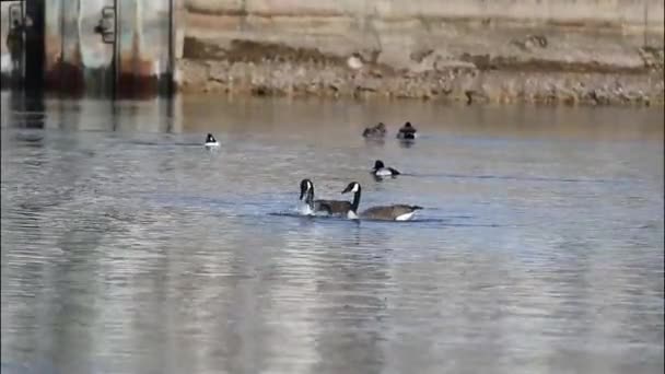 Nehirde Çiftleşmeden Önce Kanada Kazları Kuzey Amerika Dan Doğal Manzara — Stok video