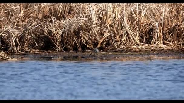 Waders Shorebirds Procura Comida Costa Águas Rasas — Vídeo de Stock