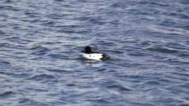 Goldeneye Bucephala Clangula Nad Rzeką — Wideo stockowe