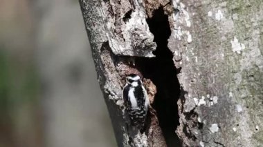 Wisconsin 'deki parktaki ağaçkakan (Dryobates ergenleri)