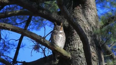 Büyük boynuzlu baykuş - Bubo virginianus çam ağacında oturuyor