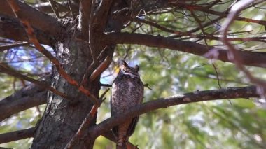 Büyük boynuzlu baykuş - Bubo virginianus çam ağacında oturuyor