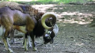 Avrupa mouflon (Ovis orientalis musimon). Erkek mouflon koç olarak bilinir.