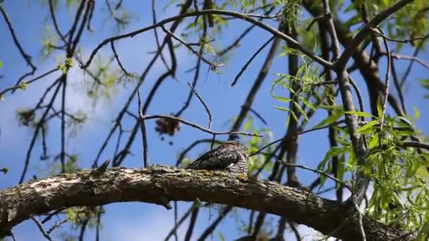 Common Nighthawk Chordeiles Minor Відпочиває Гілці Природна Сцена Вісконсину — стокове відео