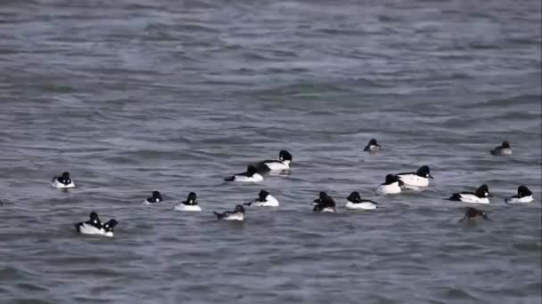 Časté Goldeneye Bucephala Clangula Řece — Stock video