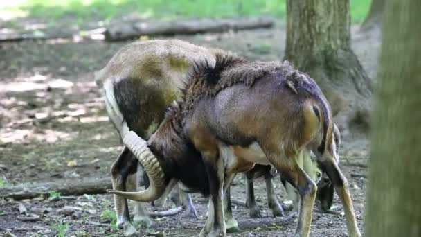 Mouflon Eropa Ovis Orientalis Musimon Male Mouflon Dikenal Sebagai Kambing — Stok Video