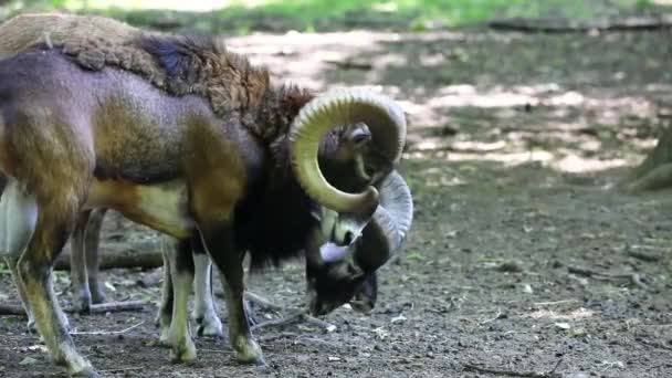 Das Europäische Mufflon Ovis Orientalis Musimon Männliche Mufflons Sind Als — Stockvideo