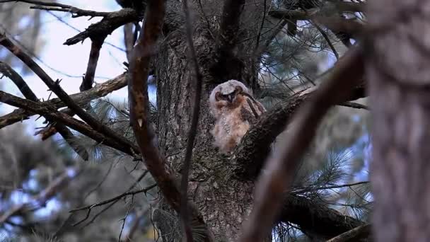 Genç Büyük Boynuzlu Baykuş Eyalet Parkında — Stok video