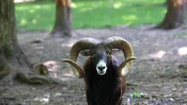 Muflon Europeu Ovis Orientalis Musimon Mouflon Masculino São Conhecidos Como — Vídeo de Stock