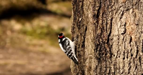 Downywoodpecker Dryobates Εφηβικά Στο Πάρκο Στο Ουισκόνσιν — Αρχείο Βίντεο