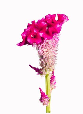 cockscomb çiçek