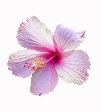 Pembe Başörtüsü Çiçeği