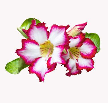 Kırmızı ve beyaz çöl çiçek gül