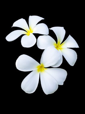 Üç frangipani çiçek