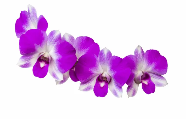 Orchidej květina — Stock fotografie