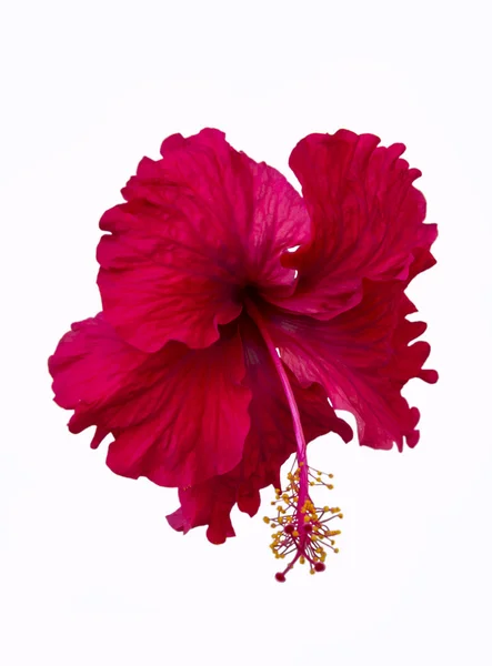 Fiore di ibisco rosso — Foto Stock