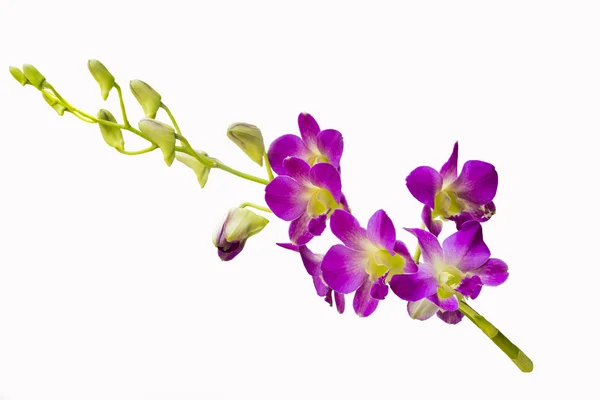 Beautiful orchid flowers — Stock Photo, Image