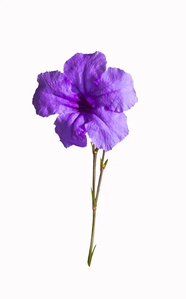 Violett blomma med stjälk — Stockfoto