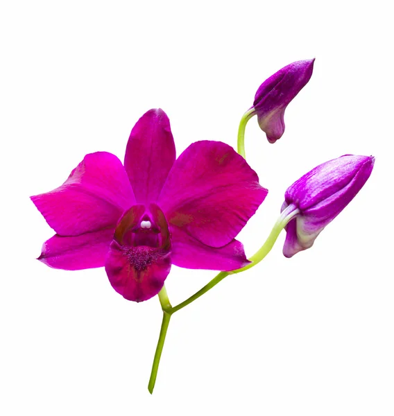 Fiore orchidea rossa — Foto Stock