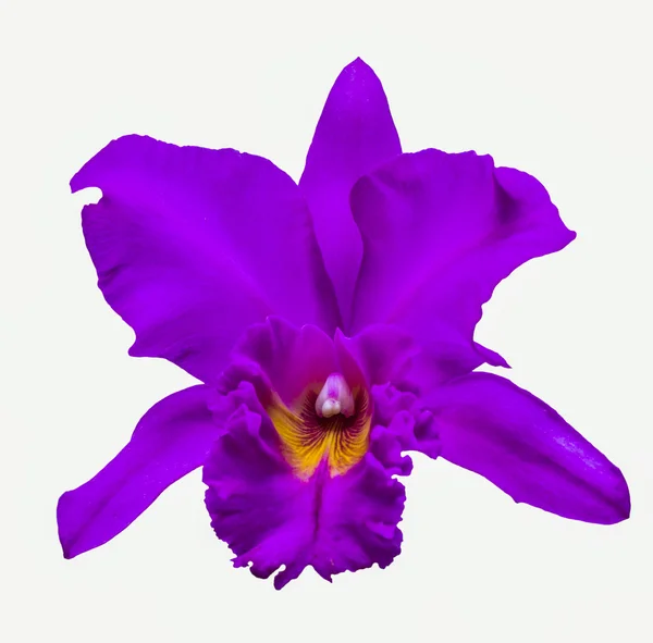 Fiore di orchidea viola — Foto Stock