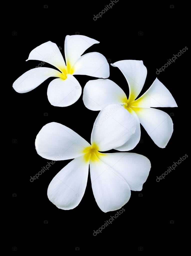 Three frangipani flowers