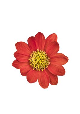 Beyaz güzel portakal çiçeği.