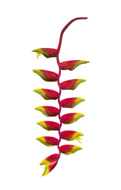 Heliconia çiçeği