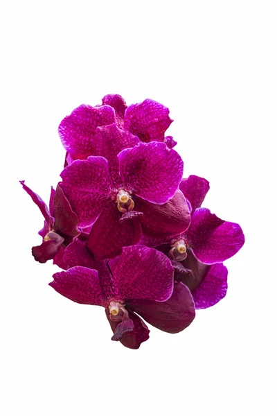 Ramo de flores de orquídea magenta — Foto de Stock