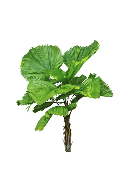 Livistona retundifolia palm tree — Stock Photo, Image