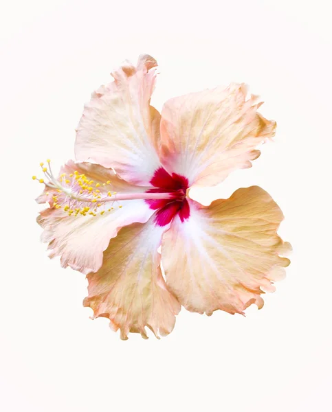 Oransje hibiskusblomst på hvitt – stockfoto