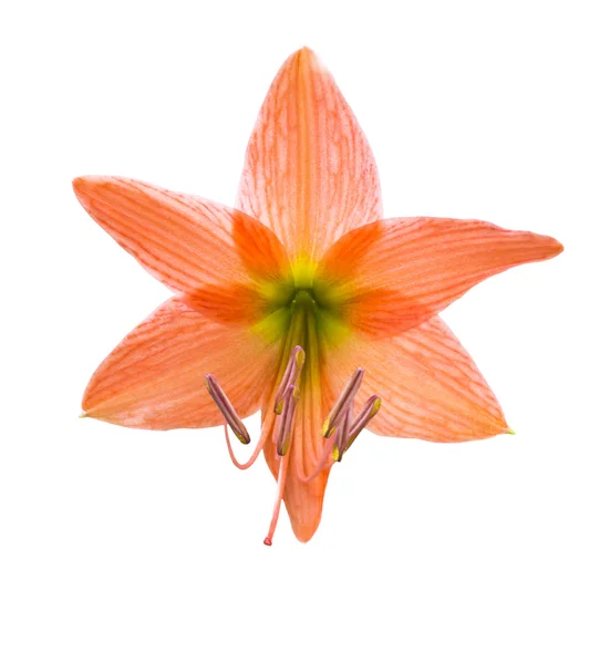 Kwiat lilii pomarańczowy — Zdjęcie stockowe