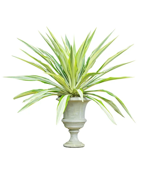 Ornamental sansevieria in a large pot — Stock Photo, Image