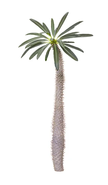 Pachypodium tree — Stock Photo, Image