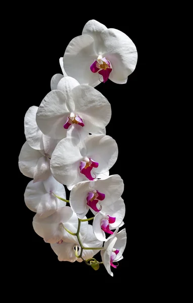 Белые орхидеи на черном — стоковое фото