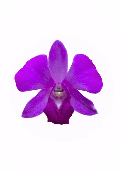 Bellissimo fiore di orchidea — Foto Stock