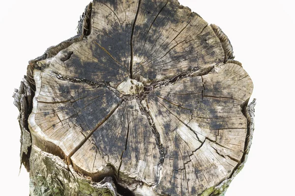 Old stump wood — Stock Photo, Image