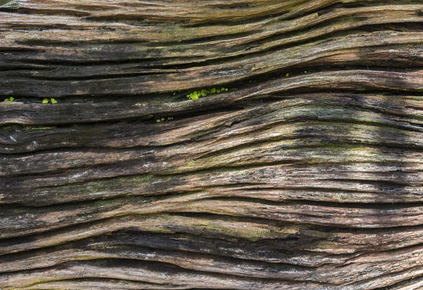 Textura de madera vieja — Foto de Stock