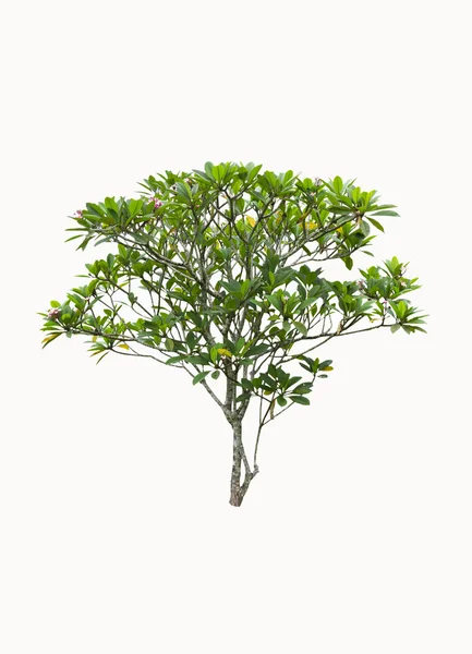 Plumeria tree — Stock Photo, Image