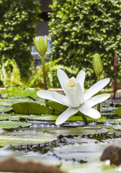 美しい白い蓮の池 — ストック写真