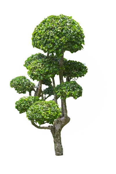 Fukien tea tree — Stock Photo, Image