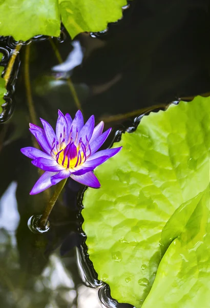 Lotus magenta — Photo