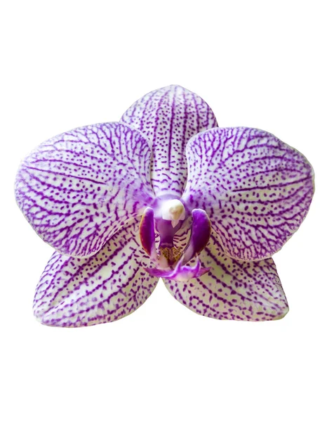 Enda orkidé blomma — Stockfoto