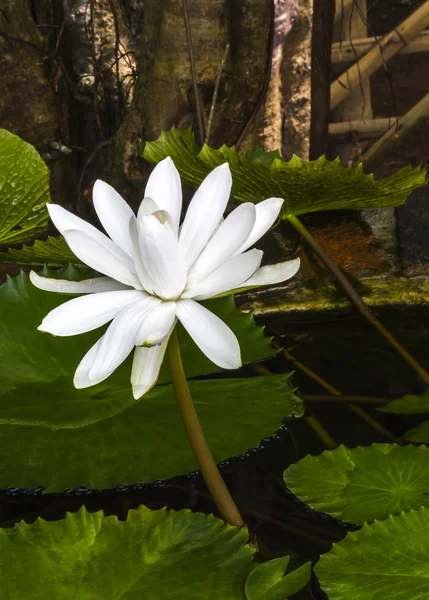 Lotus blanc simple dans l'étang — Photo