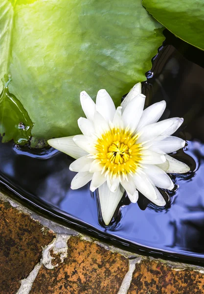 Lotus blanc dans l'étang — Photo